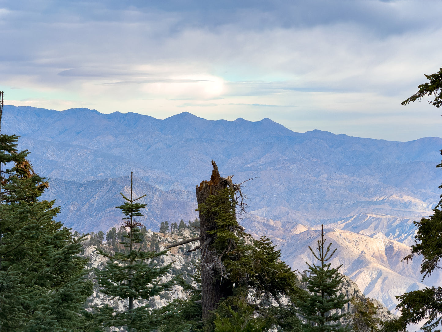 Print - Mt San Jacinto Broken Tree