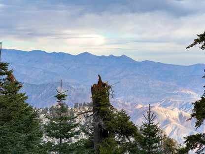 Print - Mt San Jacinto Broken Tree